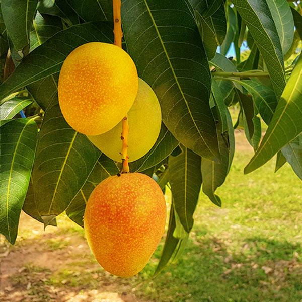 yellow mango trees