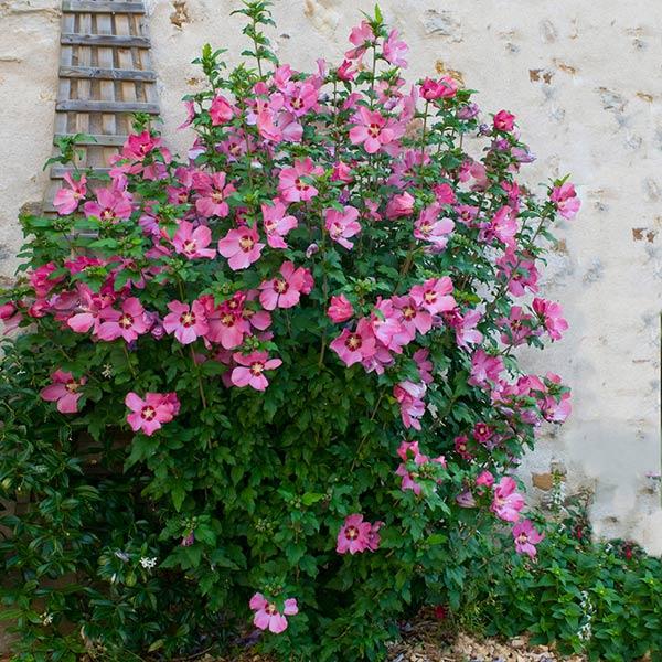 rose of sharon bush shrubs