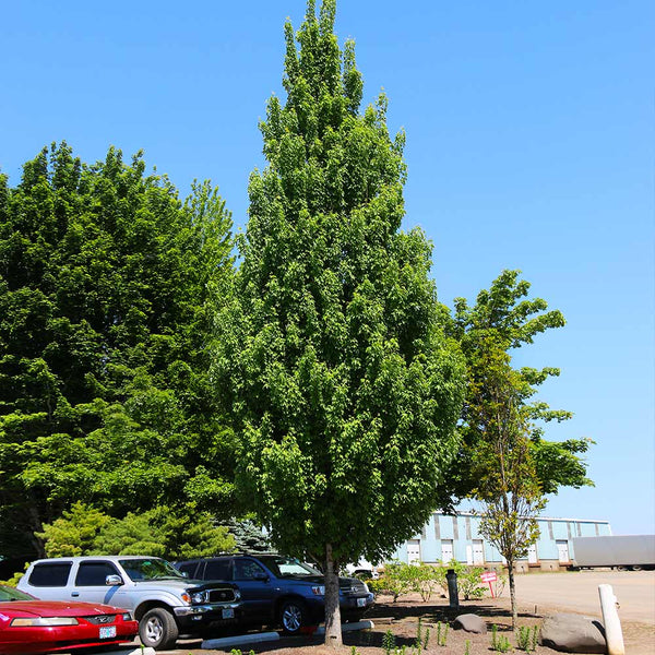 Armstrong Gold Maple Trees For Sale – Fastgrowingtrees.com