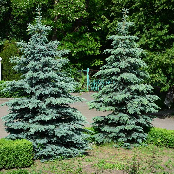 Blue Spruce for Sale – FastGrowingTrees.com
