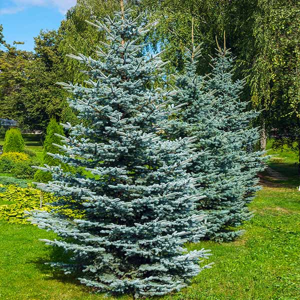 colorado blue spruce christmas tree