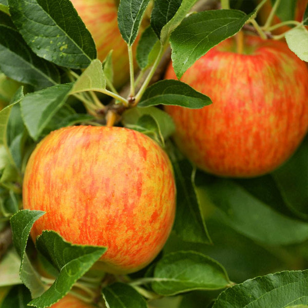 Honeycrisp Apple Trees for Sale