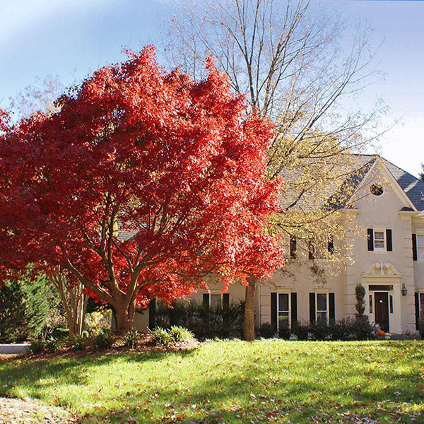 Red Maple Trees for Sale – FastGrowingTrees.com