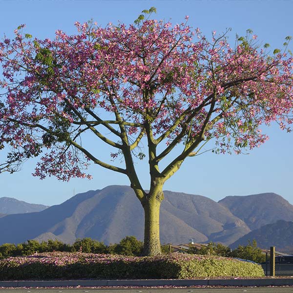 Pink Silk Tree – FastGrowingTrees.com