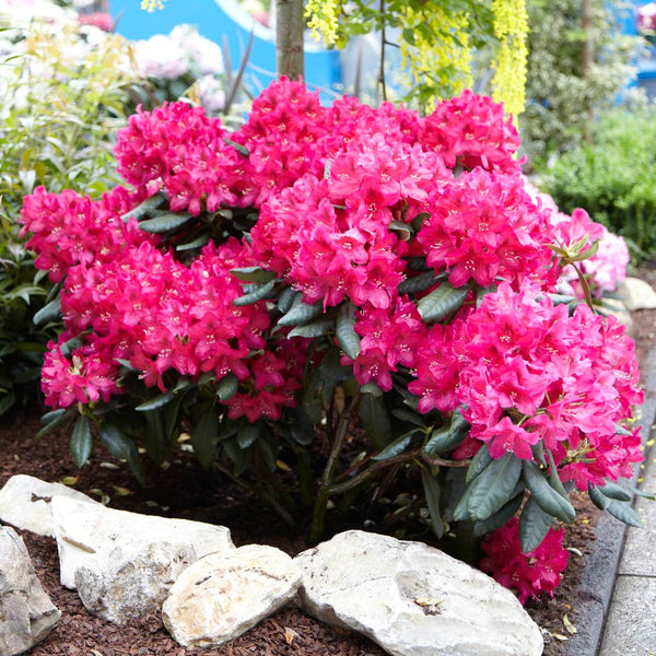 Rhododendron Shrubs for Sale – FastGrowingTrees.com