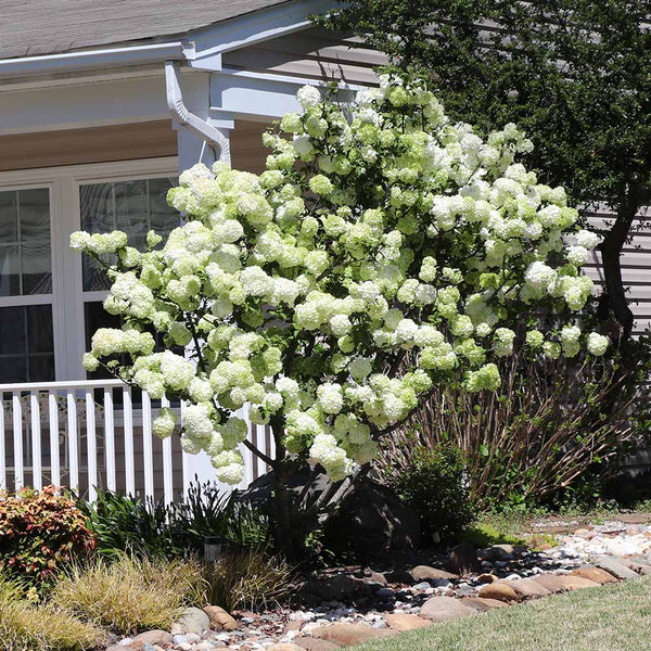 snowball viburnum hedge