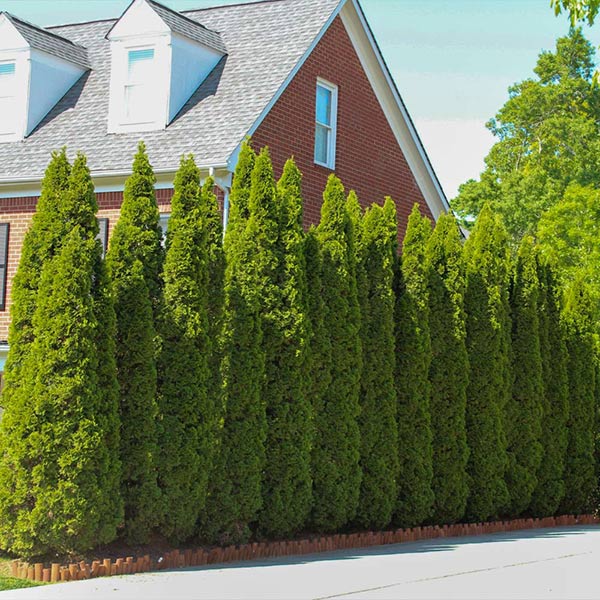 Emerald Green Thuja Trees for Sale – FastGrowingTrees.com