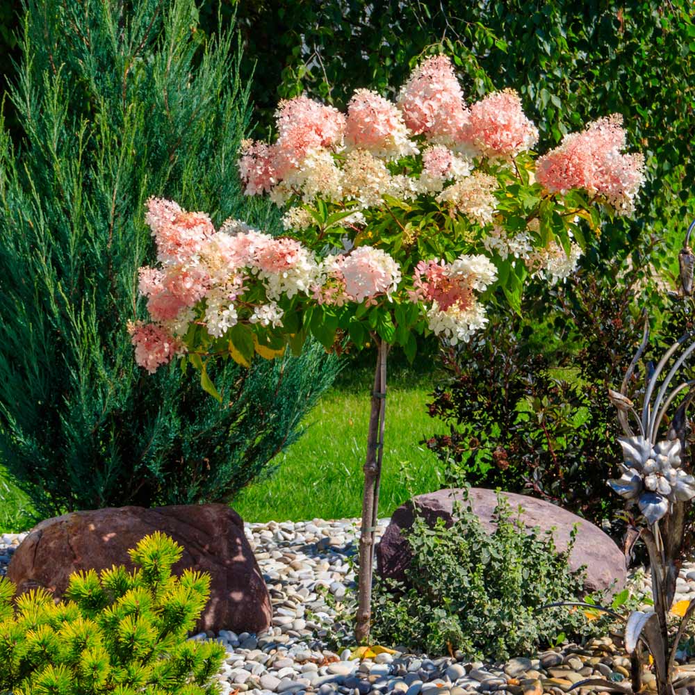 quick-fire-hydrangea-trees-for-sale-l-fastgrowingtrees