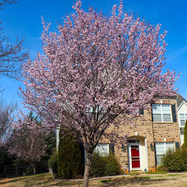 Thundercloud Flowering Plum Trees for Sale – FastGrowingTrees.com