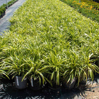 Variegated Liriope Plants for Sale | FastGrowingTrees.com