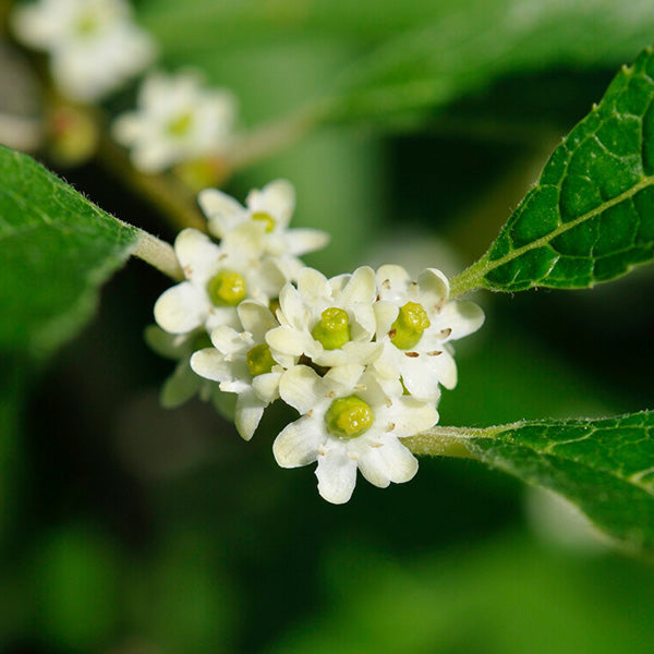 Apollo Winterberry Hollies for Sale – FastGrowingTrees.com