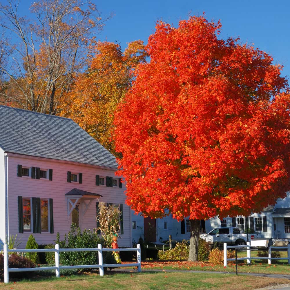 Autumn Blaze® Red Maple Trees For Sale – FastGrowingTrees.com