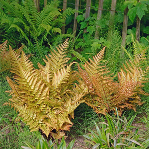 Brilliance Autumn Fern Plants for Sale – FastGrowingTrees.com