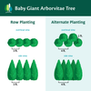 Baby Giant Arborvitaes for Sale – FastGrowingTrees.com