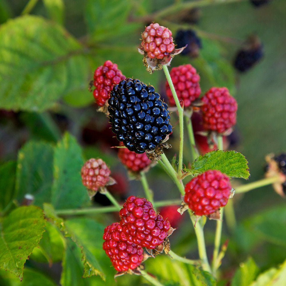 Blackberry Baby Cakes – Vern Goers Greenhouse