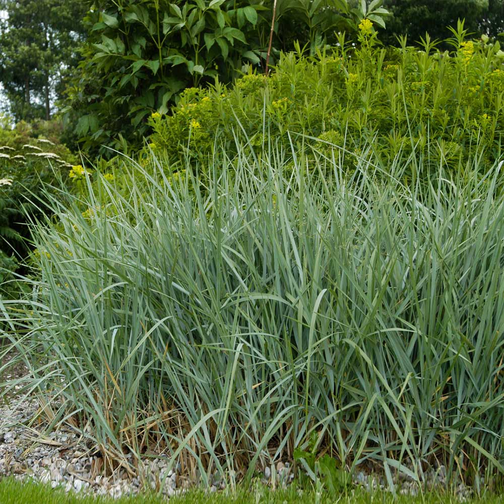 Blue Dune Lyme Grass For Sale | FastGrowingTrees.com