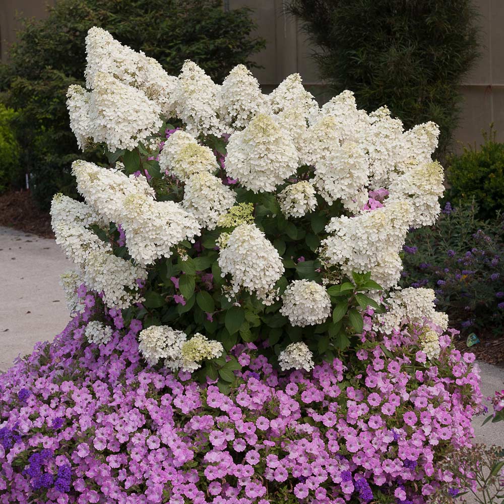 Image of Azaleas and Bobo hydrangeas