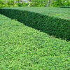 Titan Boxwood Shrubs for Sale – FastGrowingTrees.com