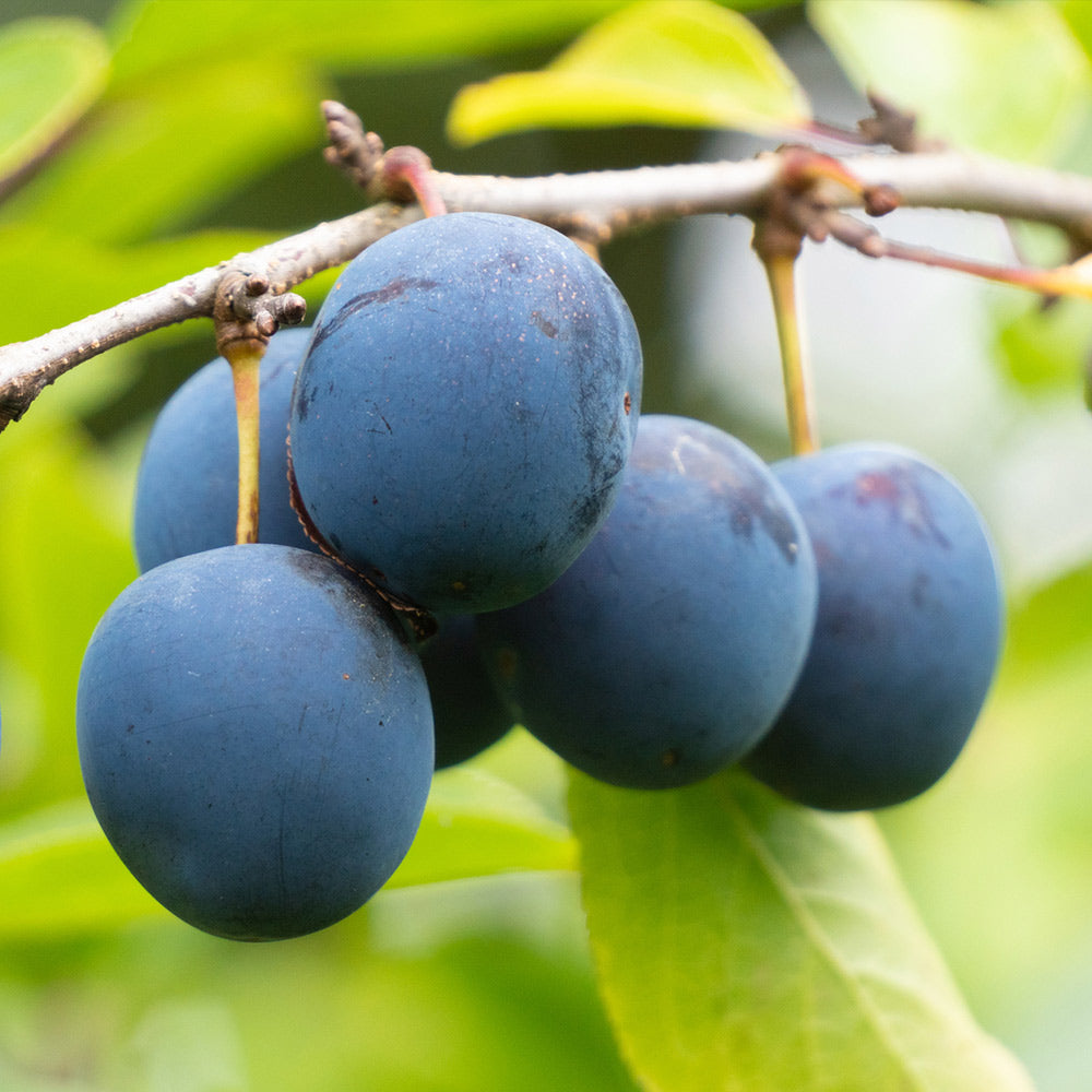 Brooks Plum Trees for Sale | FastGrowingTrees.com