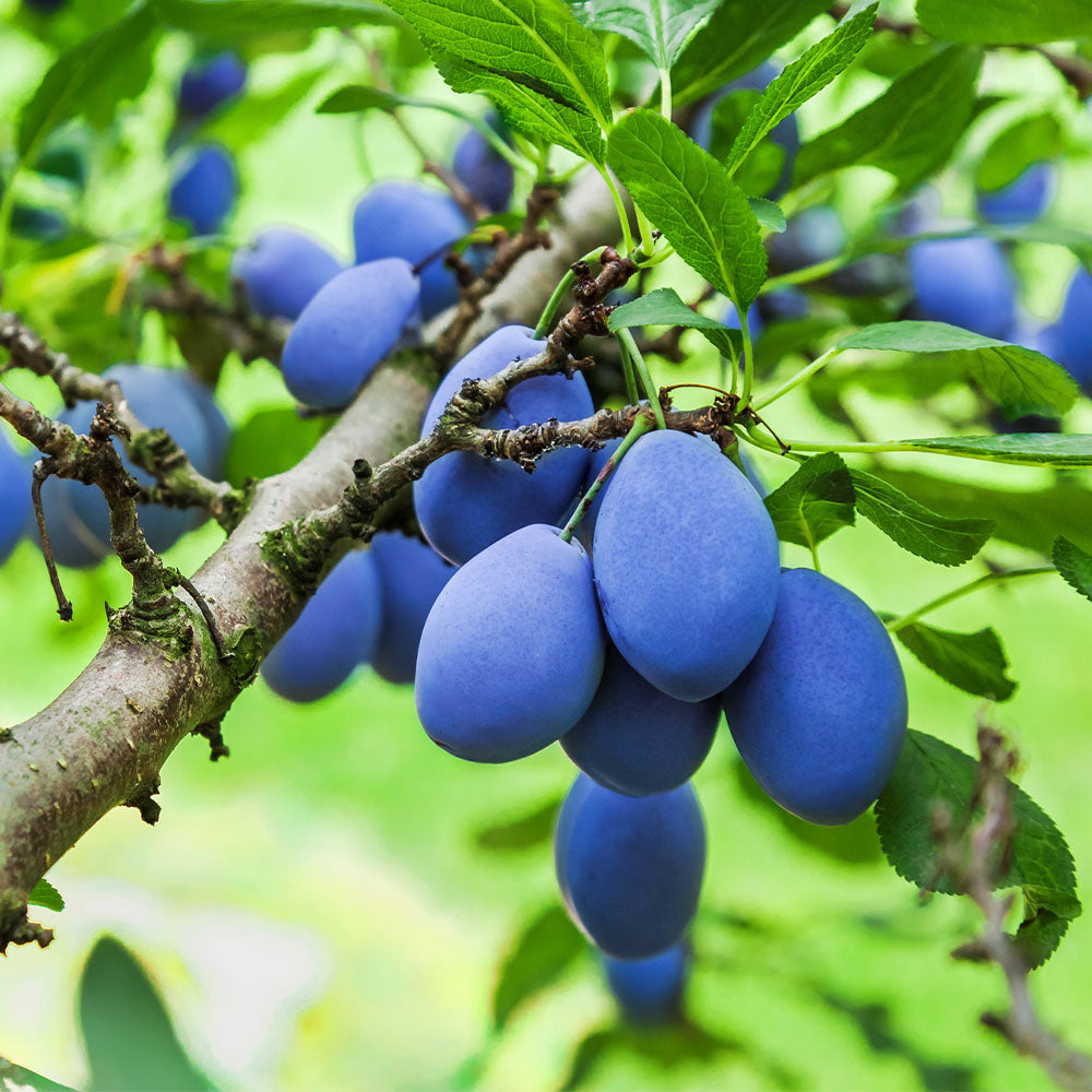 Brooks Plum Trees for Sale | FastGrowingTrees.com