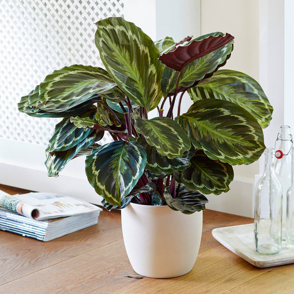 Calathea Medallion Plants for Sale – FastGrowingTrees.com