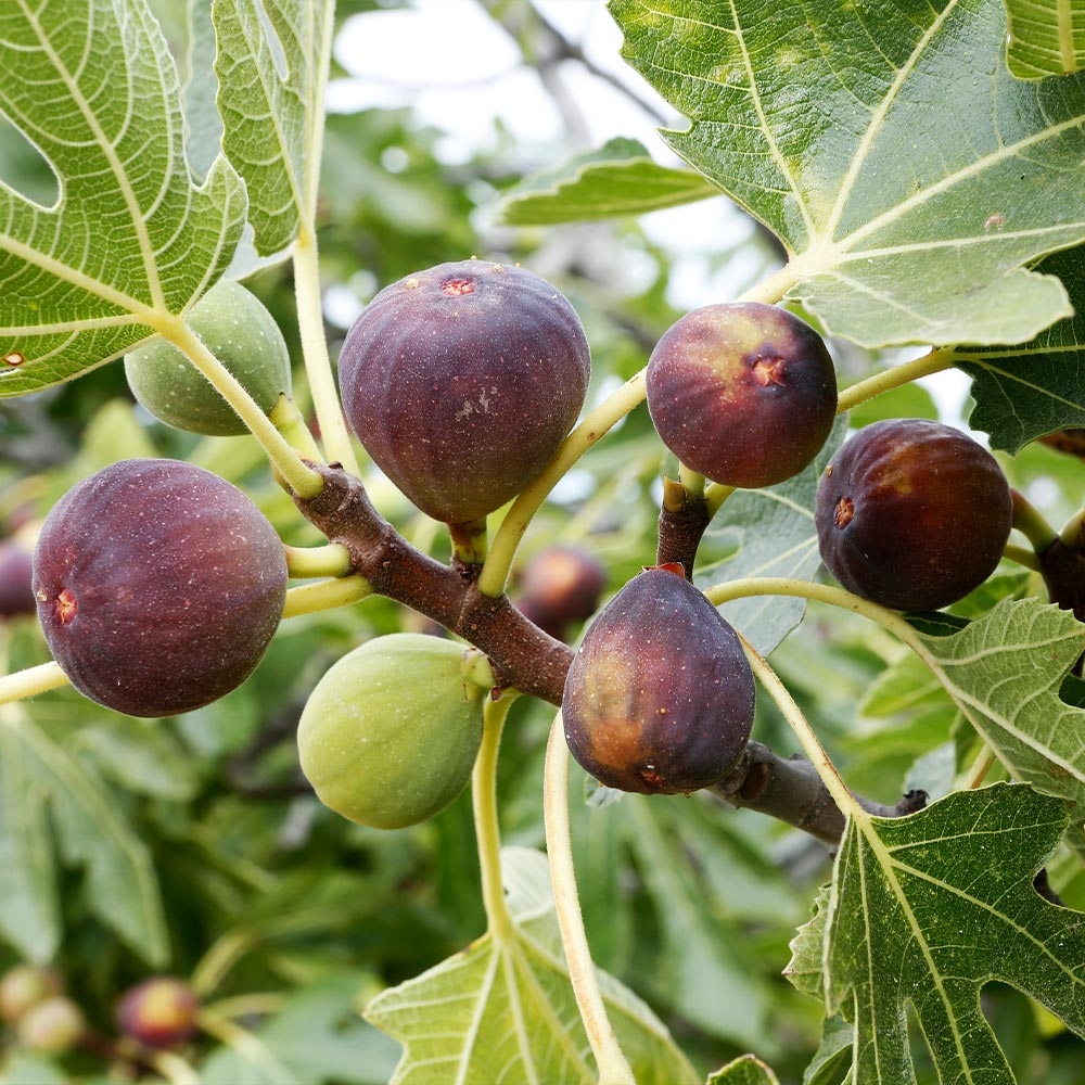 Fig Trees for – FastGrowingTrees.com