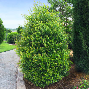 Cherry Laurel Shrubs for Sale – FastGrowingTrees.com