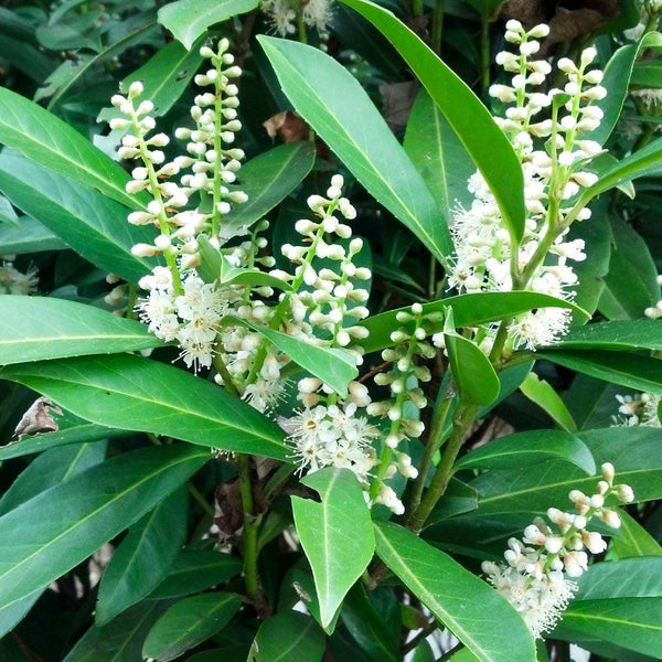 Cherry Laurel Shrubs for Sale – FastGrowingTrees.com