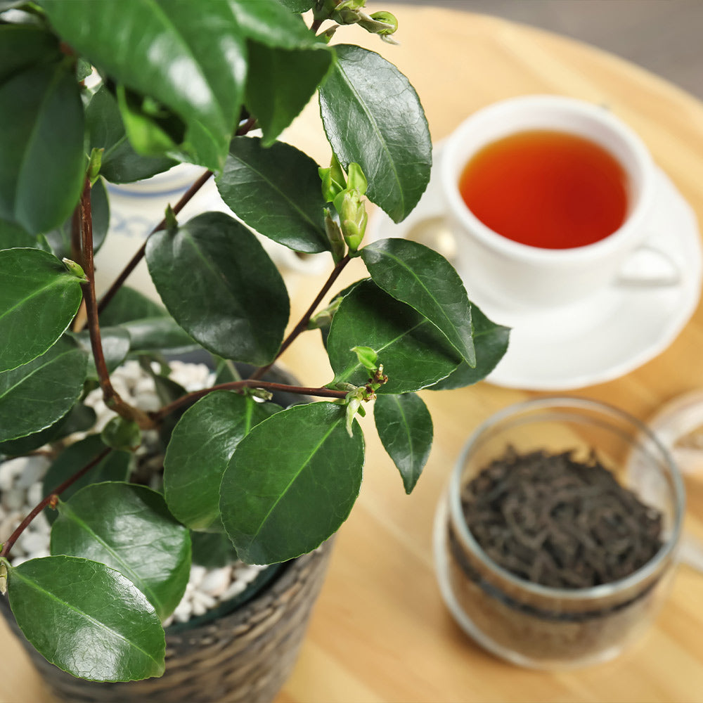 Sinensis Tea Plants for Sale – FastGrowingTrees.com