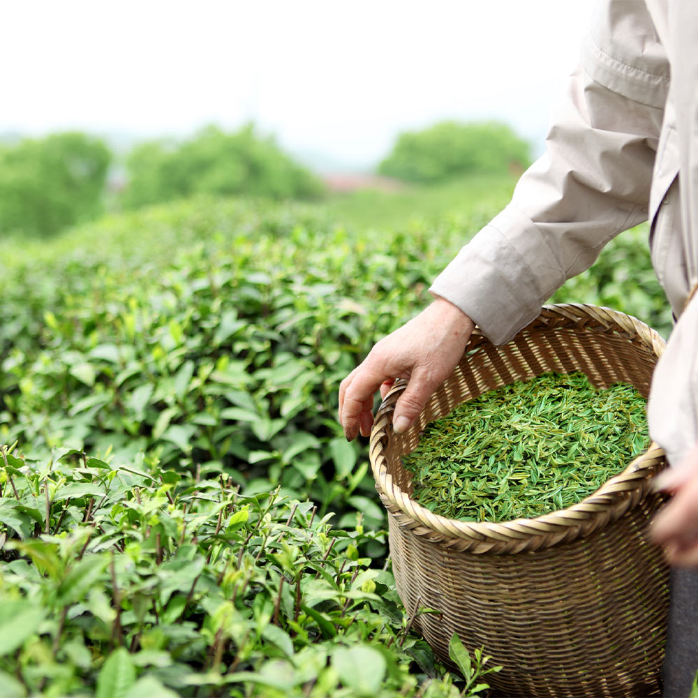 Sinensis Tea Plants for Sale – FastGrowingTrees.com