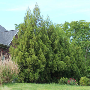 Yoshino Japanese Cedar Trees for Sale – FastGrowingTrees.com