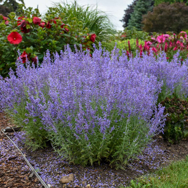 Denim 'n Lace Russian Sage Plants for Sale | FastGrowingTrees.com