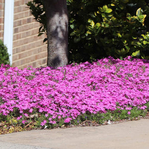 Pink Carnation Plants for Sale | FastGrowingTrees.com