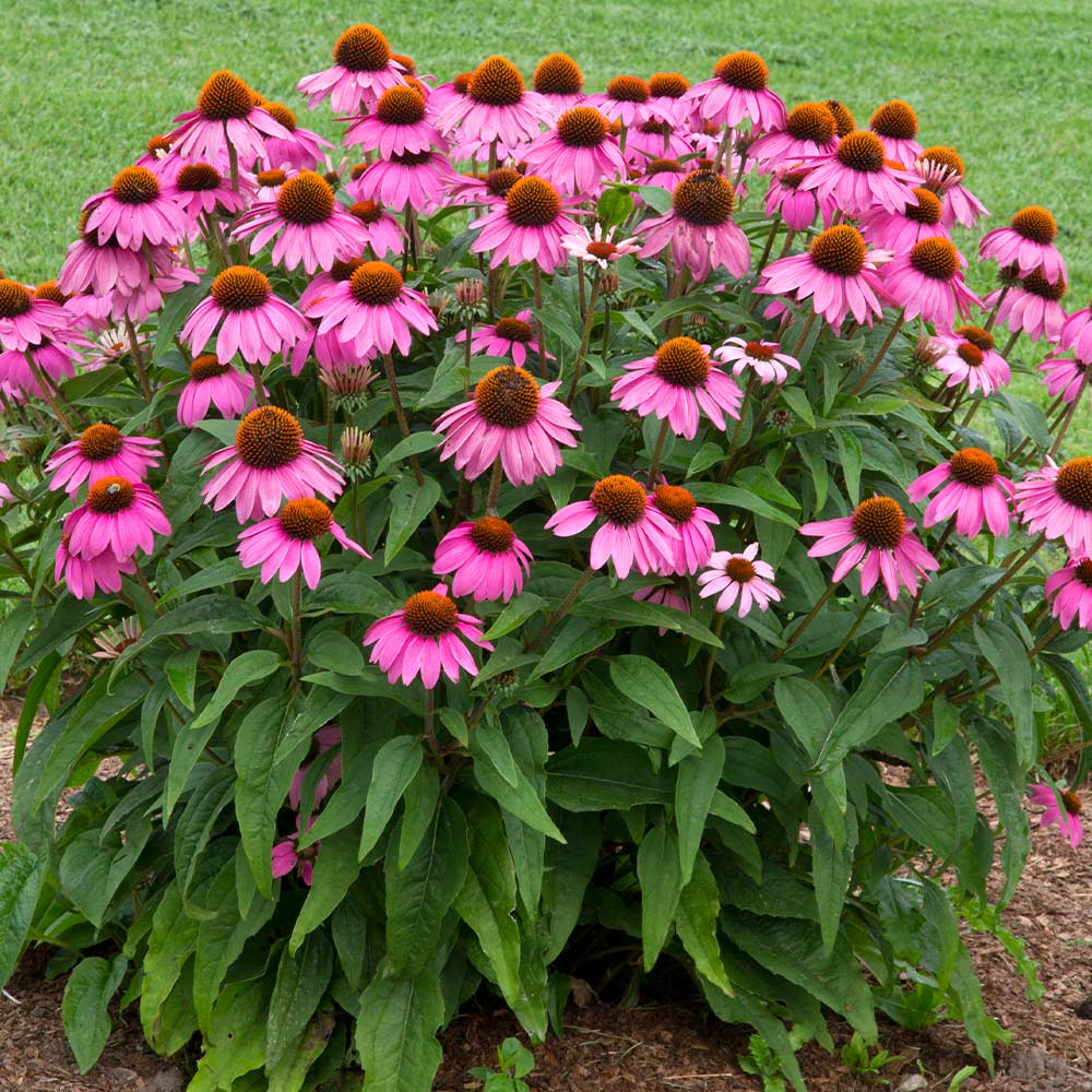 Image of Coneflower shrub