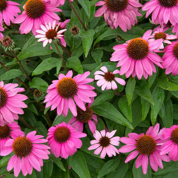 PowWow® Wild Berry Coneflower Echinacea Plants – FastGrowingTrees.com