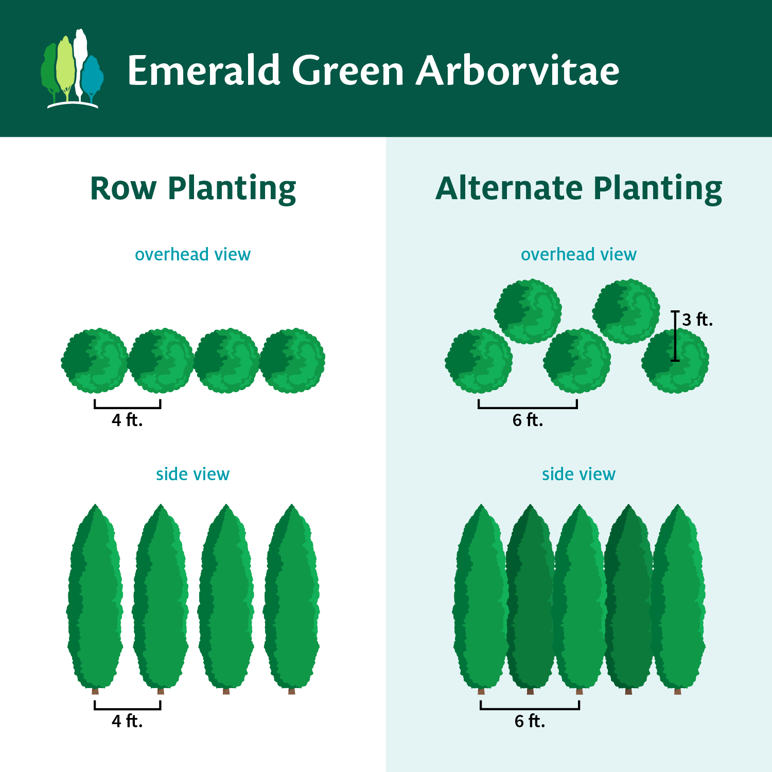 Emerald Green Thuja Arborvitaes For Sale FastGrowingTrees Com   EmeraldGreenArborvitae 