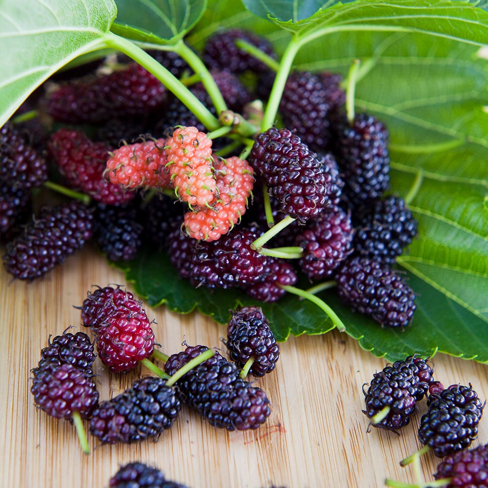 Mulberry Tree Guide: Leaves, How to Buy, Locations (11 Surprising