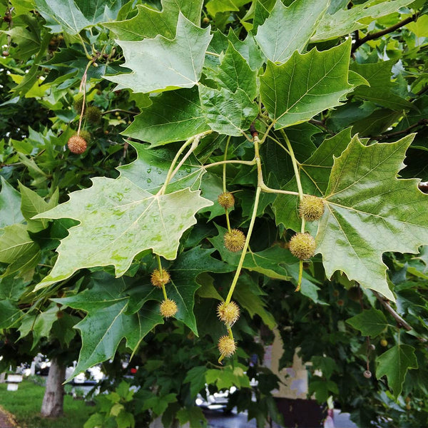 EXCLAMATION!™ London Planetrees for Sale | FastGrowingTrees.com