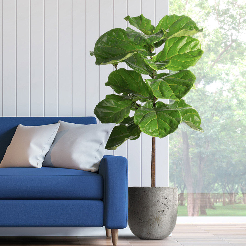 Fiddle-Leaf Trees for Sale
