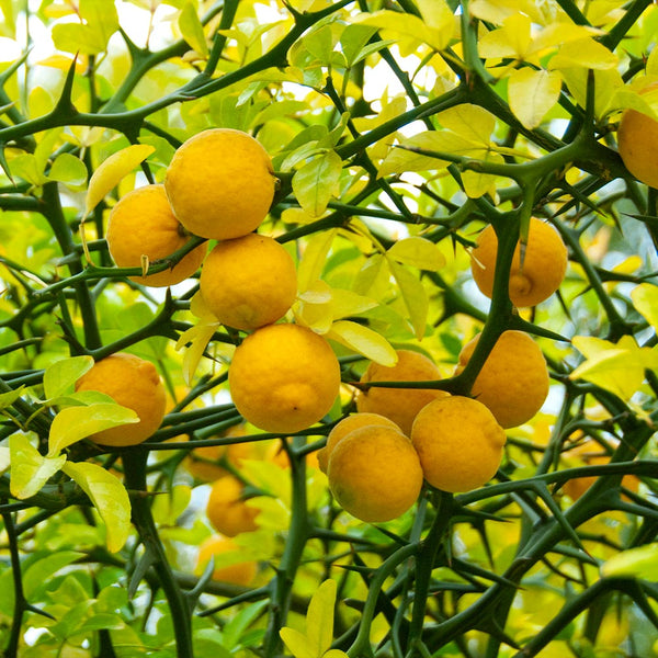Hardy Flying Dragon Orange Trees for Sale – FastGrowingTrees.com