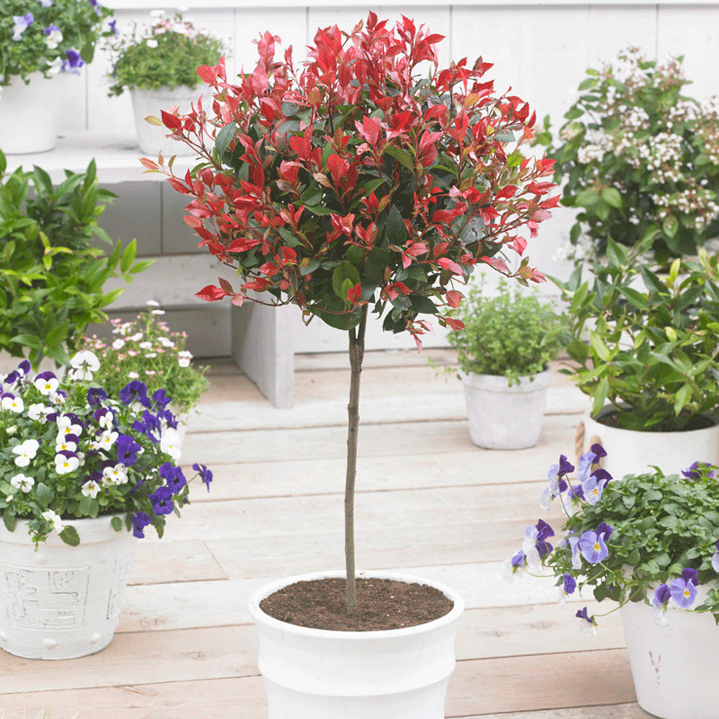 red tip photinia shrub