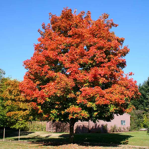 Green Mountain Sugar Maples for Sale | FastGrowingTrees.com