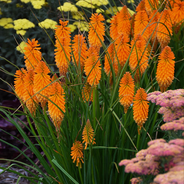 Red Hot Poker Plants for Sale – FastGrowingTrees.com