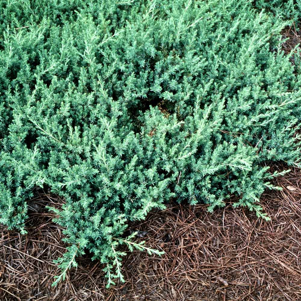 Image of Blue Juniper Shrub with Lush Greenery