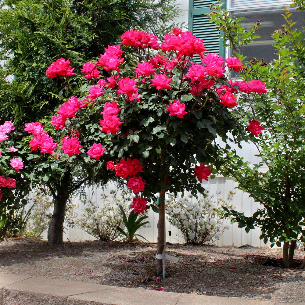 Red Knock Out Rose Trees for Sale – FastGrowingTrees.com