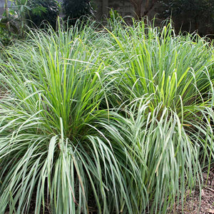 Lemon Grasses for Sale – FastGrowingTrees.com