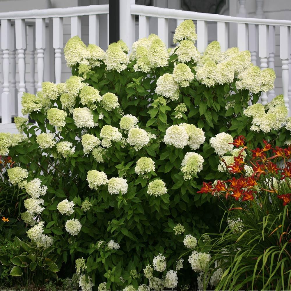 Image of Paniculata limelight hydrangea shrub in a garden setting