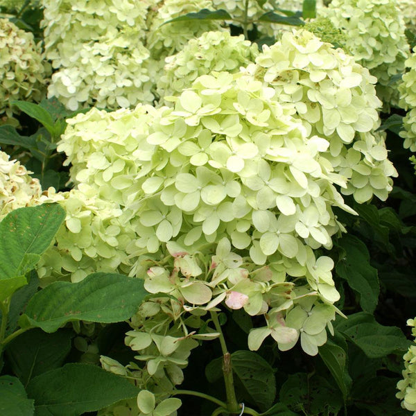 Limelight Hydrangea Shrubs for Sale | FastGrowingTrees.com