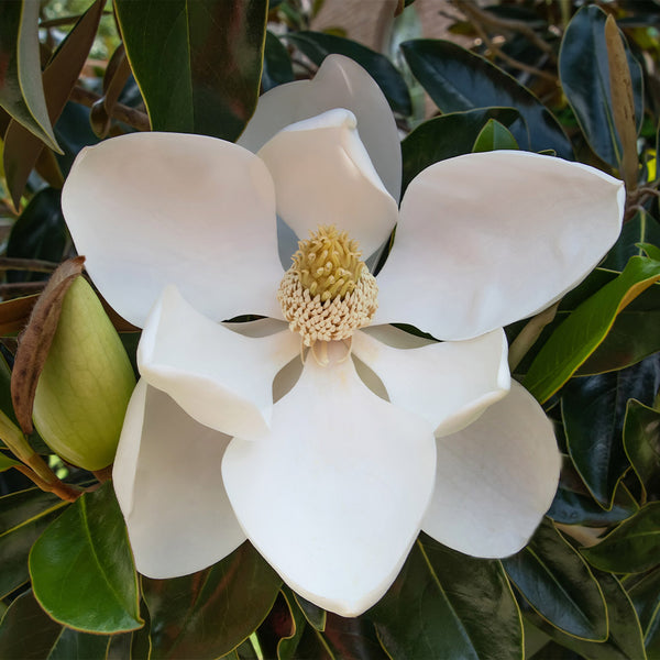 Little Gem Magnolias for Sale – FastGrowingTrees.com