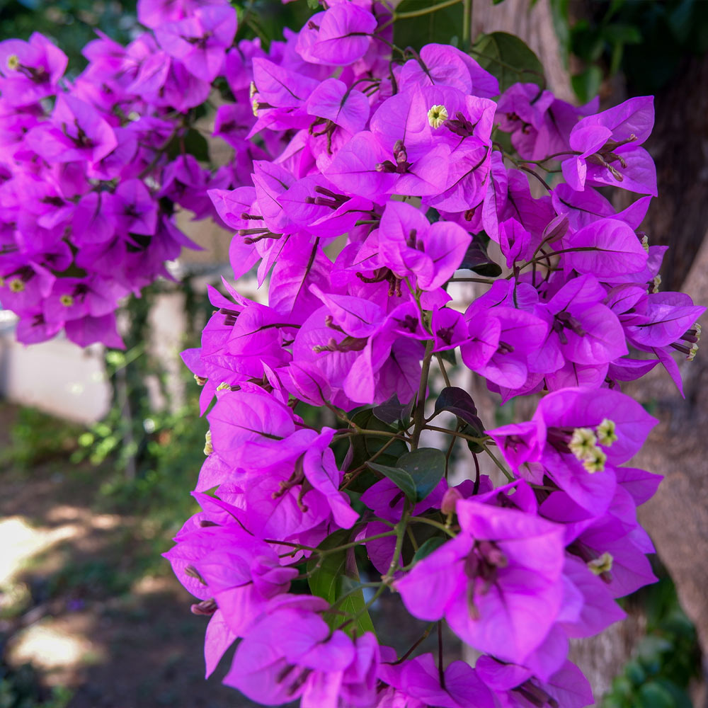 bougainvillea colors purple